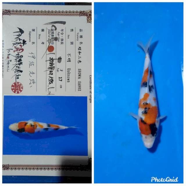 Showa import tosai isa farm body bagus