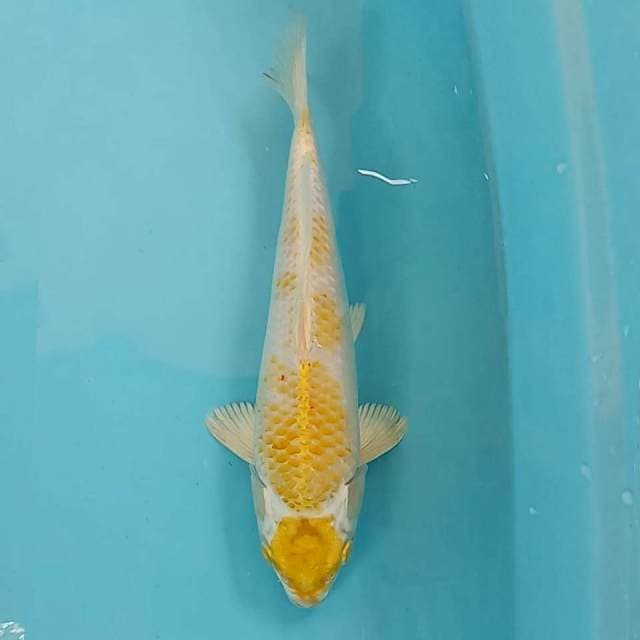 Maruten hariwake 30cm orisinil