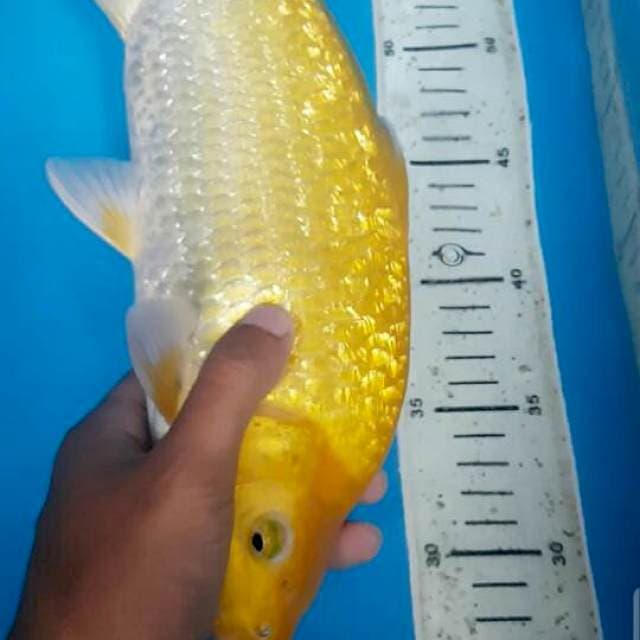 Munuk karashi ginrin 35 cm
