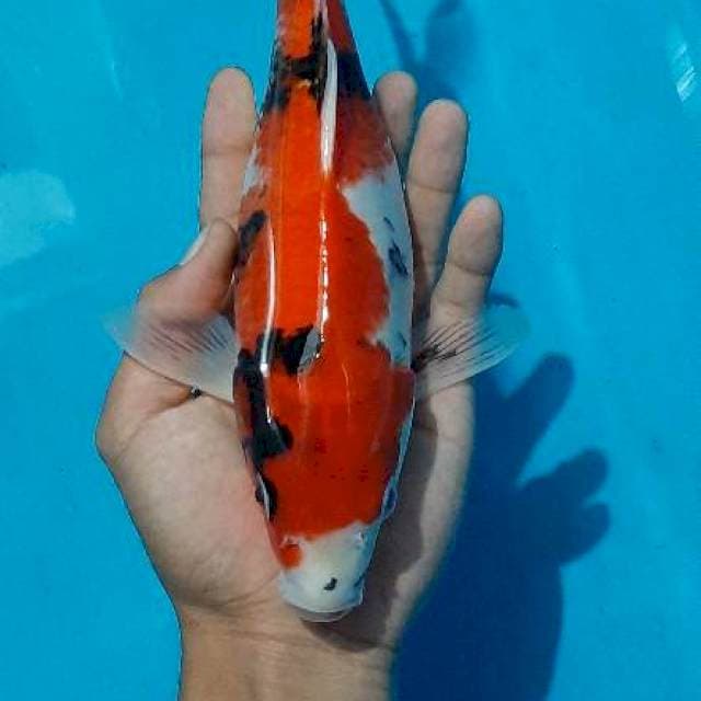 Showa red strong 30cm
