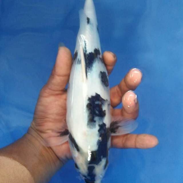 27cm shiro bulki