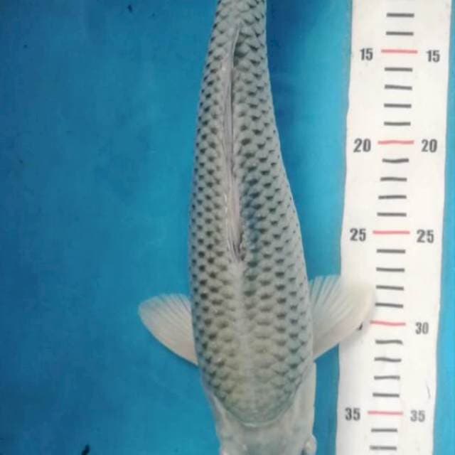 Soragoi 35 bu