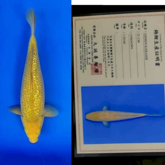 Karashi import marusei