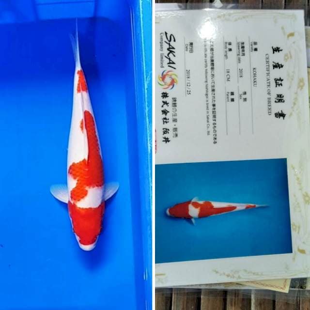 Kohaku import sakai