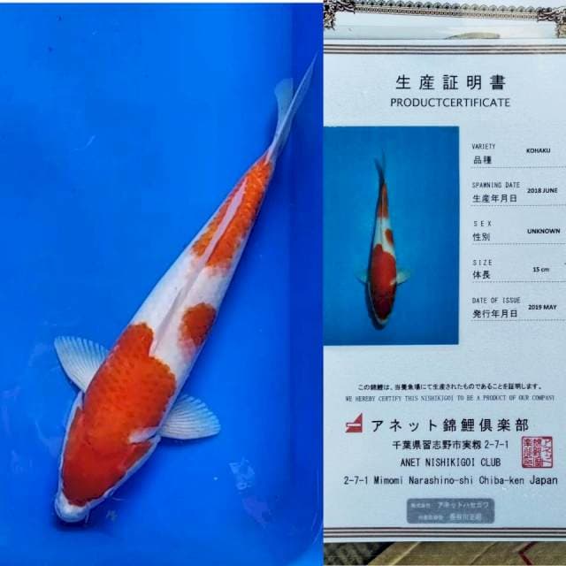 Kohaku import anett