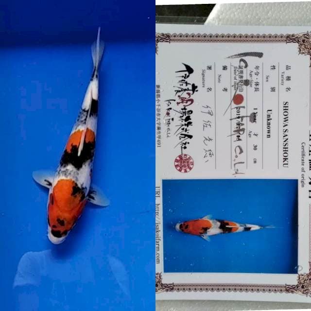 Showa import Isa