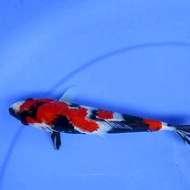 Super sansoku orijinal 23cm