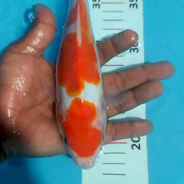 Kohaku doit 25 cm
