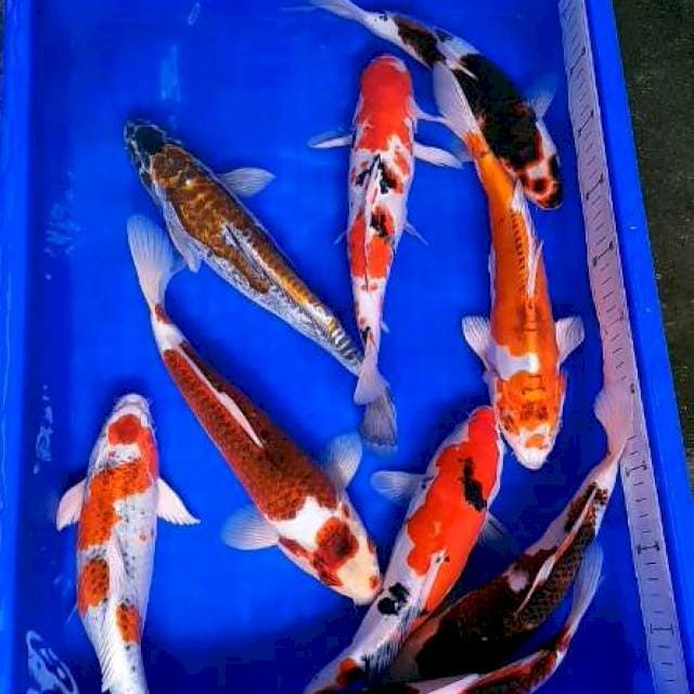 Mix Mantap 9ekor 29-34cm