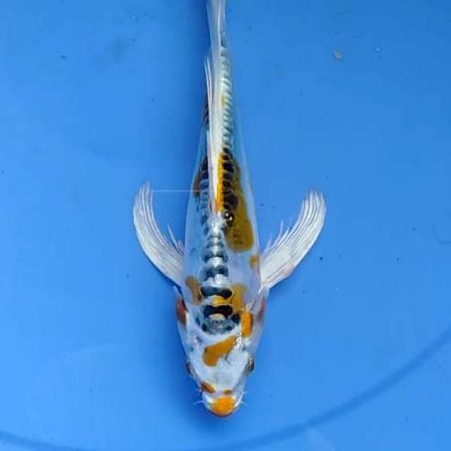 Kojaku sleyer