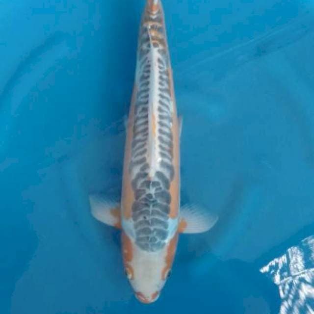Shusui Male