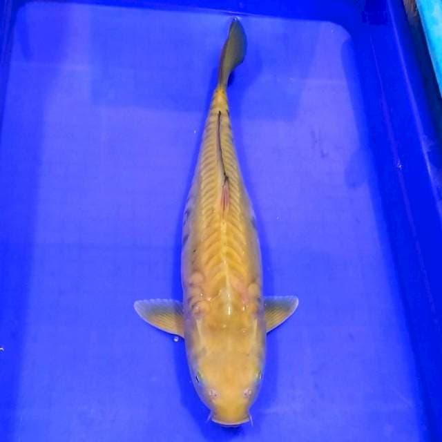 Aragoke chagoi jinak 45cm