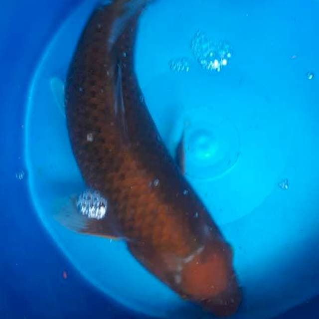 Uchiba bagong