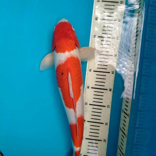 Kohaku apa Adanya, Male 45 cm