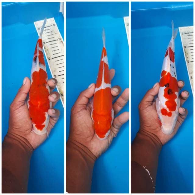 MIX SANKE KOHAKU 24 26 29 CM