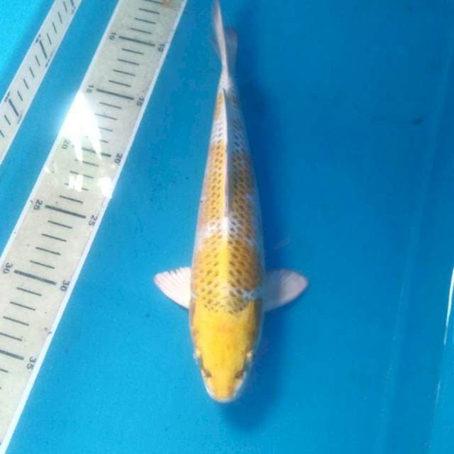 Yellow Kujaku, male 28 cm