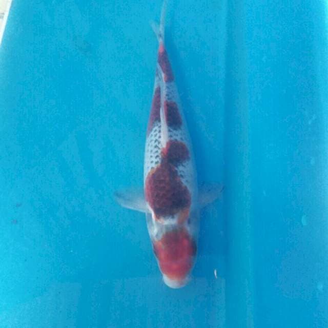 Goshiki, 26 cm