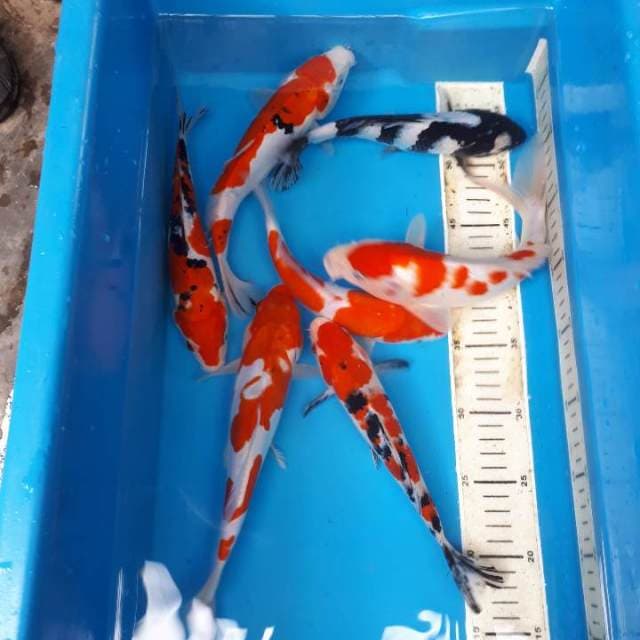 Mix kohaku sanke shiro 22-25 cm
