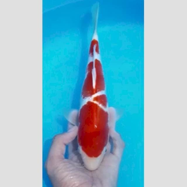 kohaku import 40bu nonserty(dulu pernah kating waktu 20cm)skrg sudah ori