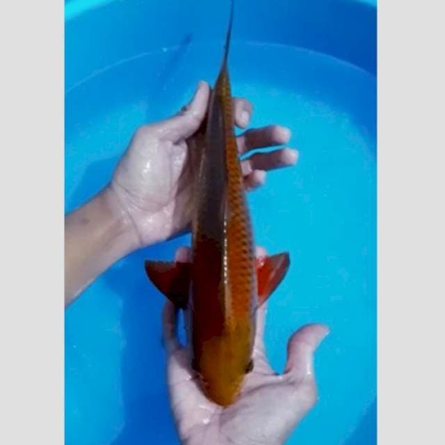 chagoi tembaga 40cm import marusei non serty