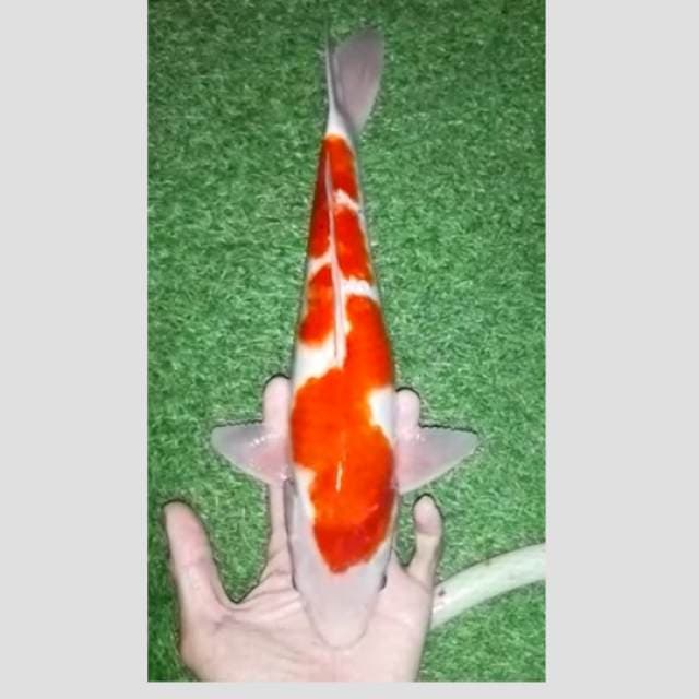 kohaku inazuma 40cm breed by jonny farm blitar