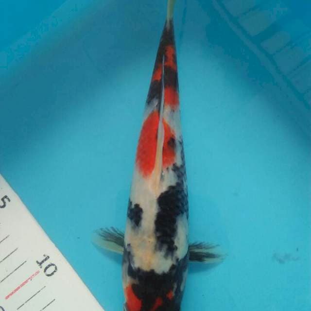 Showa 25 cm