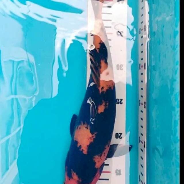 Hiu 35 M
