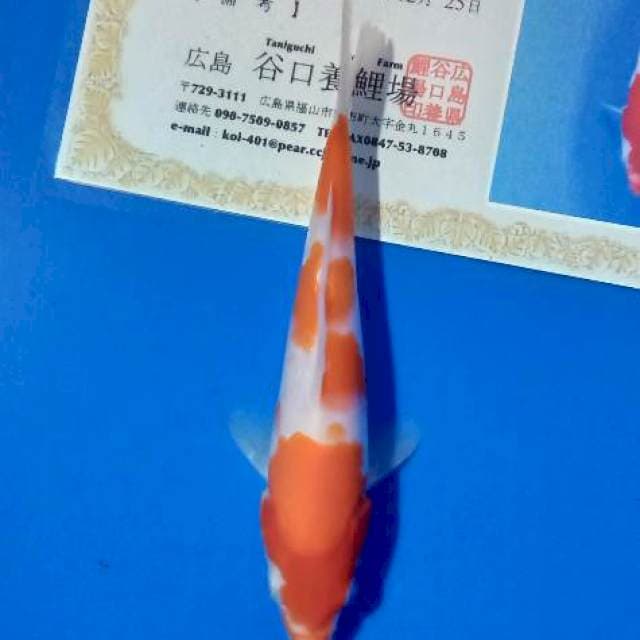 Kohaku taniguchi new tosai