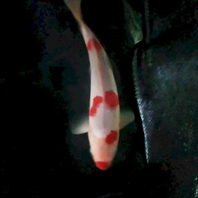 33cm. kohaku