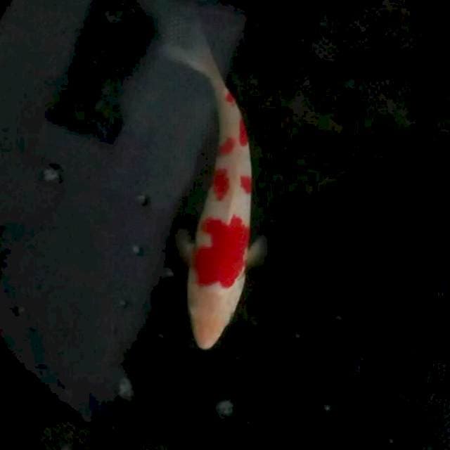 25cm. Kohaku Mini