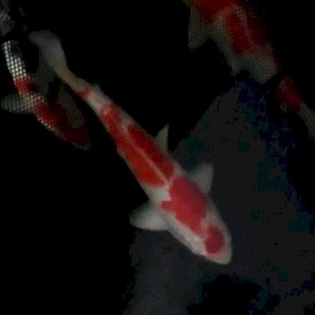 28cm. Kohaku