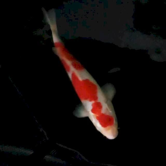 29cm. Kohaku
