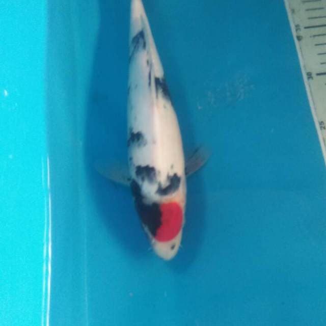 Tancho Showa, Male 30 cm
