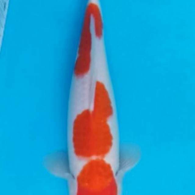 30cm male