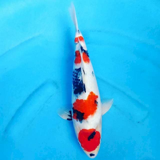 Badax Showa Blodline Isa Male 35 cm