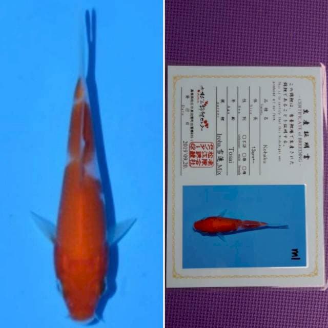 Matsue kohaku 11cm serti