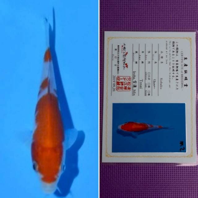Matsue kohaku 10cm serti