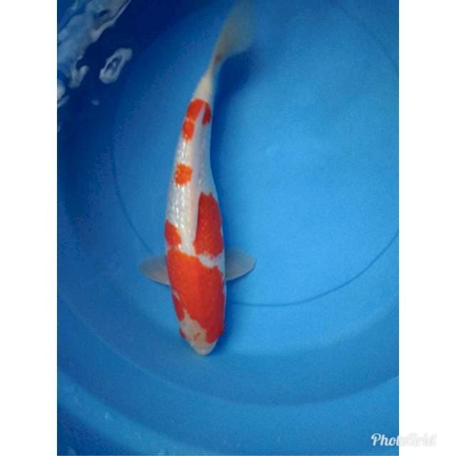 Kohaku ginrin