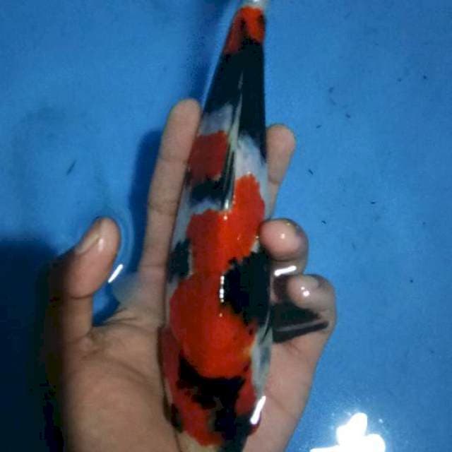 Orijinal Sansoku23cm