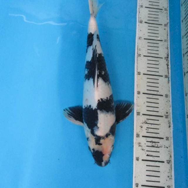 Shiro 40cm