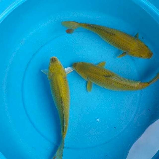 Mix caghoi midhori 3 ekor