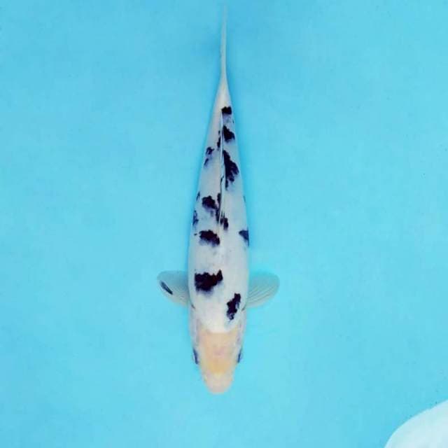 SHIBUYA 7 - DALMATION BEKKO ®