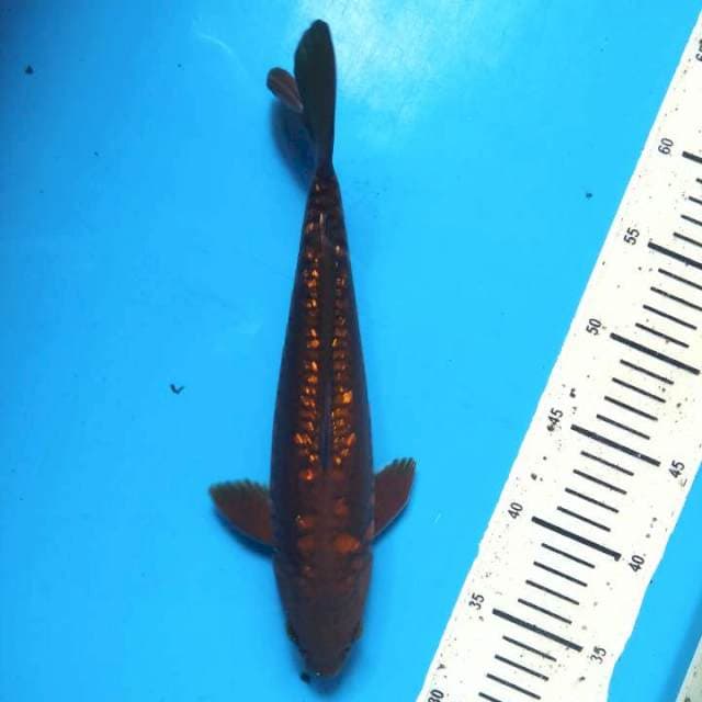 Tembaga Ginrin aragoke 29cm ( M )