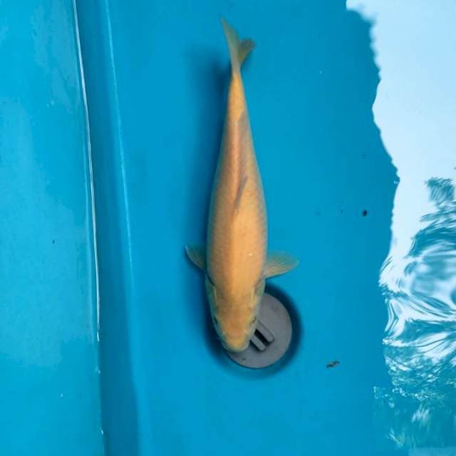 Karashi F1 29cm ( F )