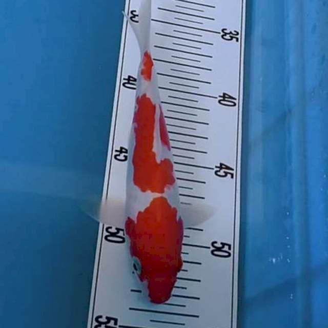 Kohaku doit 19 cm.. original