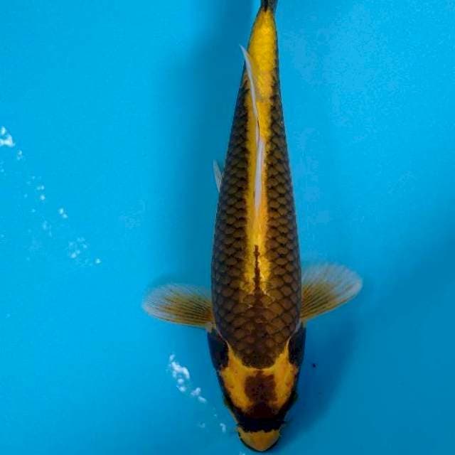 Kabuto 30cm sumer