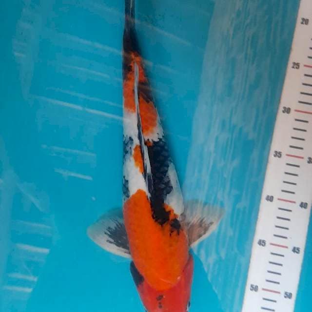 Showa 40cm