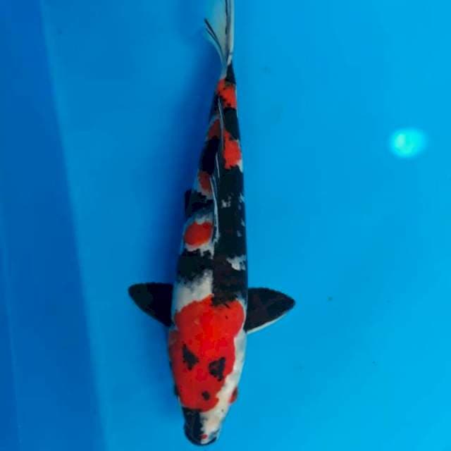 Showa jantan 40cm