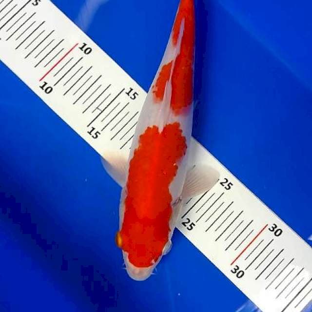Kohaku