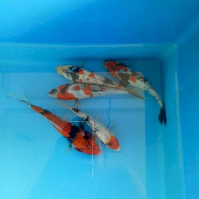f1 dainichi